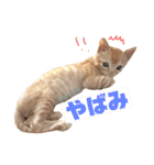 ネコ ＋ 1 = 神（個別スタンプ：8）