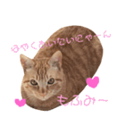 ネコ ＋ 1 = 神（個別スタンプ：11）