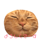 ネコ ＋ 1 = 神（個別スタンプ：15）