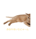 ネコ ＋ 1 = 神（個別スタンプ：17）