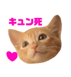 ネコ ＋ 1 = 神（個別スタンプ：22）
