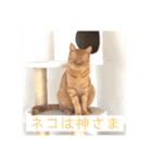 ネコ ＋ 1 = 神（個別スタンプ：23）