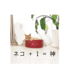 ネコ ＋ 1 = 神（個別スタンプ：24）