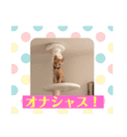 ネコ ＋ 1 = 神（個別スタンプ：28）