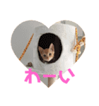 ネコ ＋ 1 = 神（個別スタンプ：29）
