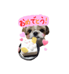 シーズー Ange（個別スタンプ：3）