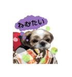 シーズー Ange（個別スタンプ：4）