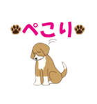 ビーグルと柴のミックス犬KABUスタンプ♪（個別スタンプ：16）