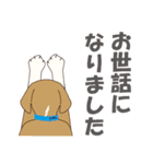 ビーグルと柴のミックス犬KABUスタンプ♪（個別スタンプ：22）