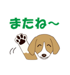 ビーグルと柴のミックス犬KABUスタンプ♪（個別スタンプ：24）