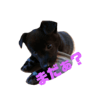 甲斐犬MIX キーたん（個別スタンプ：1）