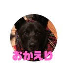 甲斐犬MIX キーたん（個別スタンプ：3）