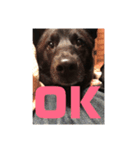 甲斐犬MIX キーたん（個別スタンプ：5）