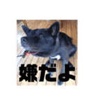 甲斐犬MIX キーたん（個別スタンプ：6）