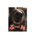 甲斐犬MIX キーたん（個別スタンプ：7）