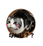しるたん3 (ほっぺた猫ちゃん)（個別スタンプ：1）