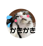 しるたん3 (ほっぺた猫ちゃん)（個別スタンプ：2）