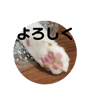 しるたん3 (ほっぺた猫ちゃん)（個別スタンプ：3）