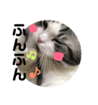 しるたん3 (ほっぺた猫ちゃん)（個別スタンプ：4）