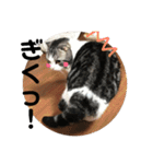しるたん3 (ほっぺた猫ちゃん)（個別スタンプ：6）