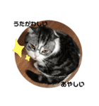 しるたん3 (ほっぺた猫ちゃん)（個別スタンプ：8）