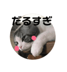 しるたん3 (ほっぺた猫ちゃん)（個別スタンプ：9）