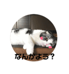 しるたん3 (ほっぺた猫ちゃん)（個別スタンプ：10）