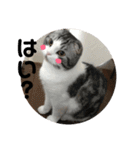 しるたん3 (ほっぺた猫ちゃん)（個別スタンプ：11）