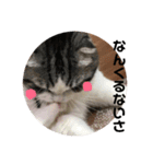 しるたん3 (ほっぺた猫ちゃん)（個別スタンプ：13）