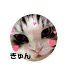 しるたん3 (ほっぺた猫ちゃん)（個別スタンプ：17）