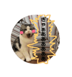しるたん3 (ほっぺた猫ちゃん)（個別スタンプ：18）