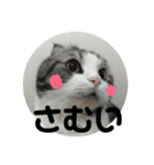 しるたん3 (ほっぺた猫ちゃん)（個別スタンプ：19）