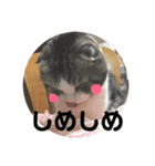 しるたん3 (ほっぺた猫ちゃん)（個別スタンプ：20）