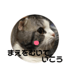 しるたん3 (ほっぺた猫ちゃん)（個別スタンプ：21）