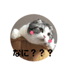 しるたん3 (ほっぺた猫ちゃん)（個別スタンプ：22）