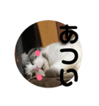 しるたん3 (ほっぺた猫ちゃん)（個別スタンプ：23）