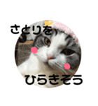 しるたん3 (ほっぺた猫ちゃん)（個別スタンプ：24）