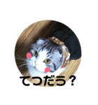 しるたん3 (ほっぺた猫ちゃん)（個別スタンプ：25）