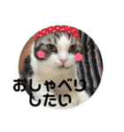 しるたん3 (ほっぺた猫ちゃん)（個別スタンプ：26）