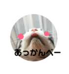 しるたん3 (ほっぺた猫ちゃん)（個別スタンプ：27）