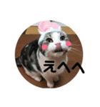 しるたん3 (ほっぺた猫ちゃん)（個別スタンプ：28）