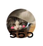 しるたん3 (ほっぺた猫ちゃん)（個別スタンプ：31）
