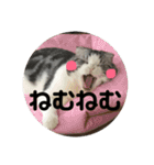 しるたん3 (ほっぺた猫ちゃん)（個別スタンプ：32）