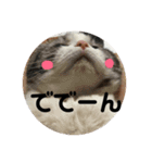 しるたん3 (ほっぺた猫ちゃん)（個別スタンプ：33）