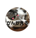 しるたん3 (ほっぺた猫ちゃん)（個別スタンプ：34）