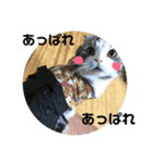 しるたん3 (ほっぺた猫ちゃん)（個別スタンプ：35）