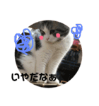 しるたん3 (ほっぺた猫ちゃん)（個別スタンプ：37）