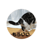 しるたん3 (ほっぺた猫ちゃん)（個別スタンプ：38）