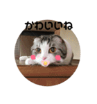 しるたん3 (ほっぺた猫ちゃん)（個別スタンプ：39）