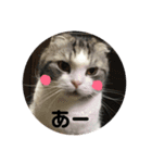 しるたん3 (ほっぺた猫ちゃん)（個別スタンプ：40）